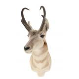 Trophy Montana Pronghorn Antelope Shoulder Mount
