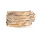 Wyoming Collected Petrified Wood Slab 43LB, 14oz.
