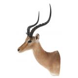 African Impala Taxidermy Shoulder Mount