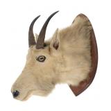 Early Karstetter Bros. Montana Mountain Goat Mount