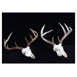Montana Whitetail 4x4 Skull Mount Taxidermy Pair