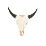 Montana Bison / American Buffalo Taxidermy Skull