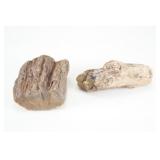 46.5lb Wyoming Taken Petrified Wood Min