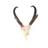 Trophy Montana Pronghorn Antelope Euro-Mount