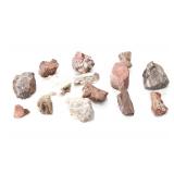 Holbrook, Arizona Triassic Petrified Wood Samples