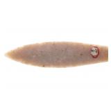 Agate Basin 4 1/2-inch Hixton Quartz Paleo Point