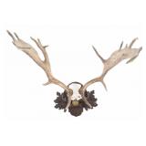 19th-C. Eckartsau Ferdinand Fallow Deer Mount