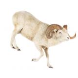 Trophy Dall Sheep BC, Canada Full Mount Taxidermy