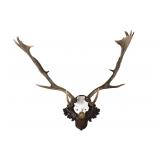 19th-C. Eckartsau Emperor Franz Josef Fallow Deer