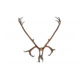 Alaskan Caribou Antler Rack Skull Cap Taxidermy