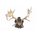 19th-C. Eckartsau Ferdinand & Wilhelm Fallow Deer