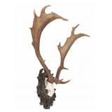 19th C. Eckartsau Ferdinand & Kaiser Fallow Deer