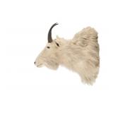 Montana Rocky Mountain Goat Shoulder Mount