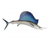 Large Sailfish Full-Size Mount 20th C