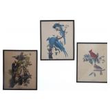 J.J. Audubon Framed Colored Offset Bird Prints
