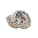 Polished 4 1/4' Nautilus Preserved Fossil