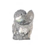 RARE 4 5/8' Ammonite Preserved Fossil