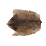 Montana Muskrat Hide Taxidermy
