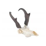 Montana Pronghorn Taxidermy Euro-Mount Skull