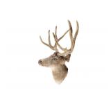 Montana Velvet 4x3 Mule Deer Shoulder Mount