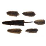 Montana Mink/ Muskrat Professional Taxidermy Hides