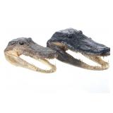 American Alligator Professional Taxidermy Skulls