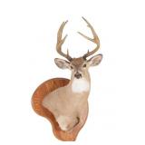 Montana Whitetail Deer Taxidermy Shoulder Mount