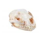 Montana Taxidermy Petite Trophy Bobcat Skull