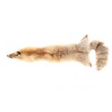 Montana Red Fox Professional Taxidermy Hide