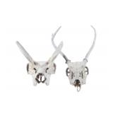 Montana White Tail Deer & Pronghorn Skulls (2)