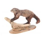 Montana Fisher Full Body Taxidermy Mount