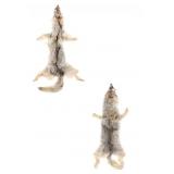 Montana Tanned Coyote Hide Taxidermy Pair