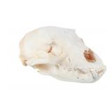 Montana Black Bear Professional Taxidermy Skull