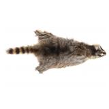 Large Montana Raccoon Fur Hide Taxidermy