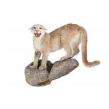 Full Body Taxidermy Trophy Mountain Lion Display
