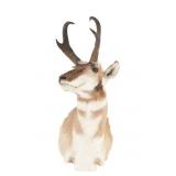 Trophy Montana Pronghorn Antelope Shoulder Mount