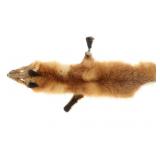 Tanned Montana Red Fox Hide Taxidermy
