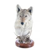Montana Coyote Taxidermy Shoulder Mount Display