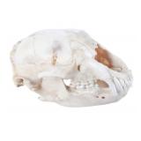 Montana Black Bear Professional Taxidermy Skull