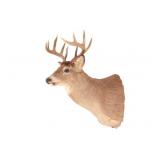Trophy Montana 5X5 White Tail Deer Shoulder Mount