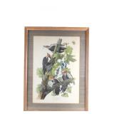 Audubon's Pileated Woodpecker Lithograph 1940-50's