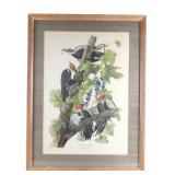 Audubon