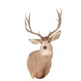 Montana 5x5 Mule Deer Taxidermy Shoulder Mount