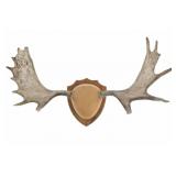 North American Moose Antlers Shield Mounted