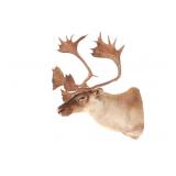 Large Caribou Taxidermy Shoulder Mount