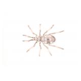 Navajo Elisabeth Guerro Sterling Silver Spider Pin