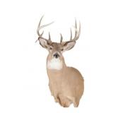 Montana Whitetail Deer Shoulder Trophy Mount