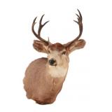 Montana 4x4 Mule Deer Taxidermy Shoulder Mount