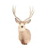 Montana Whitetail Deer Shoulder Trophy Mount