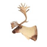 MASSIVE North American Woodland Caribou Taxidermy